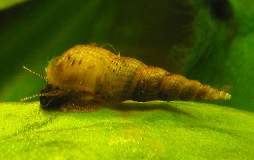 Melanoides tuberculata